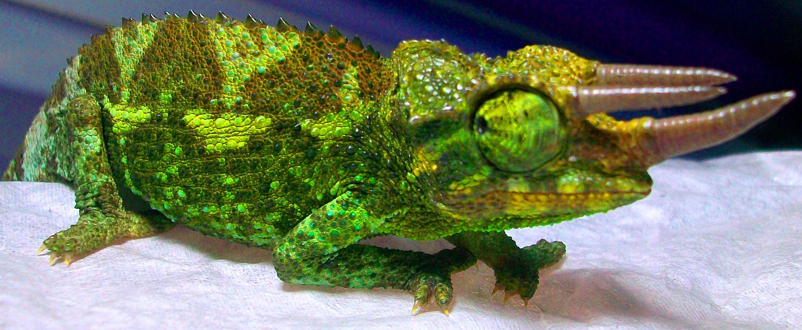 Jackson Chameleons