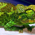 Jackson Chameleons