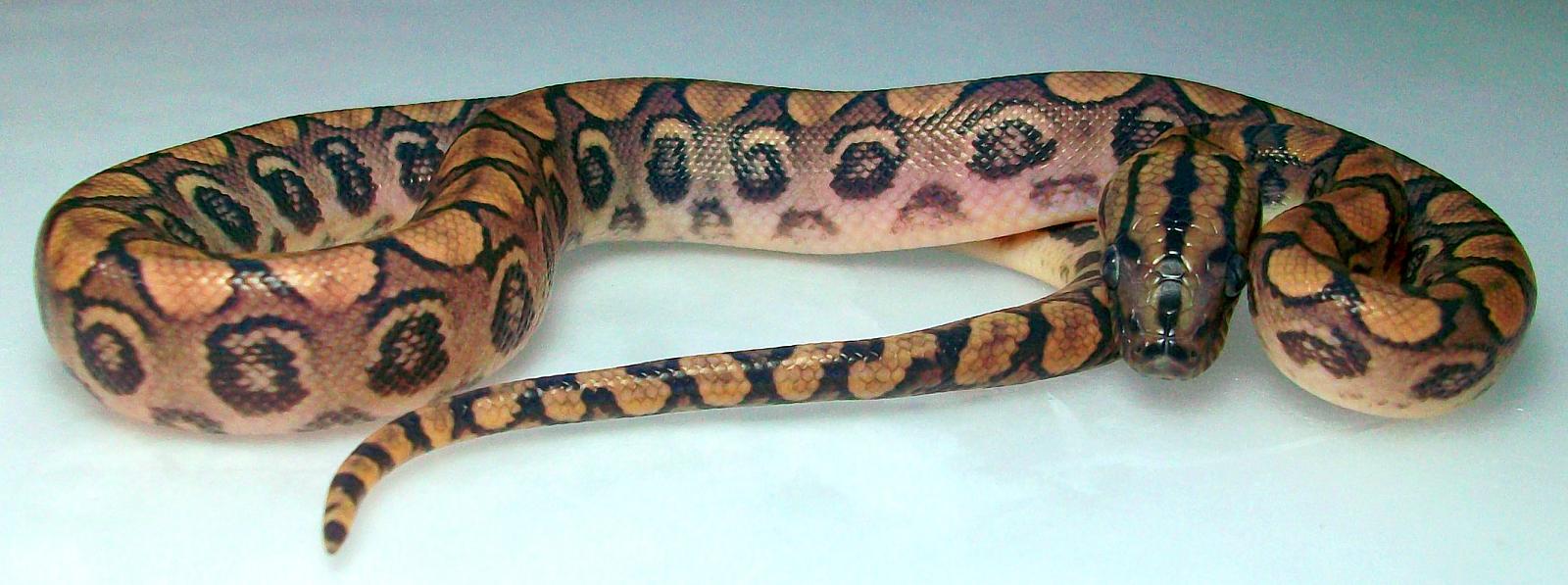 Brazilian Rainbow Boa