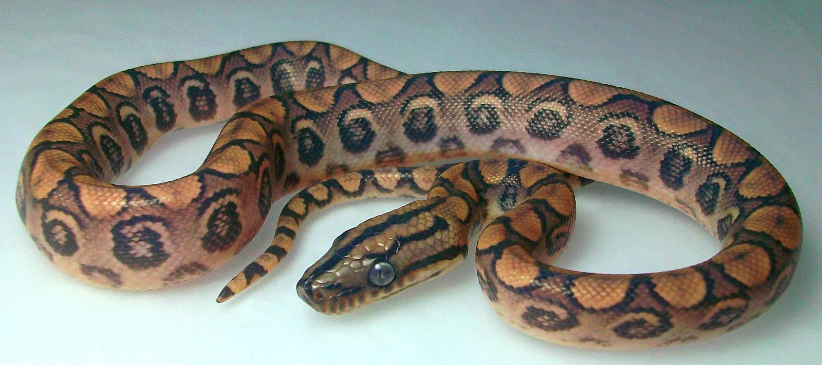 Brazilian Rainbow Boa