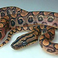 Brazilian Rainbow Boa