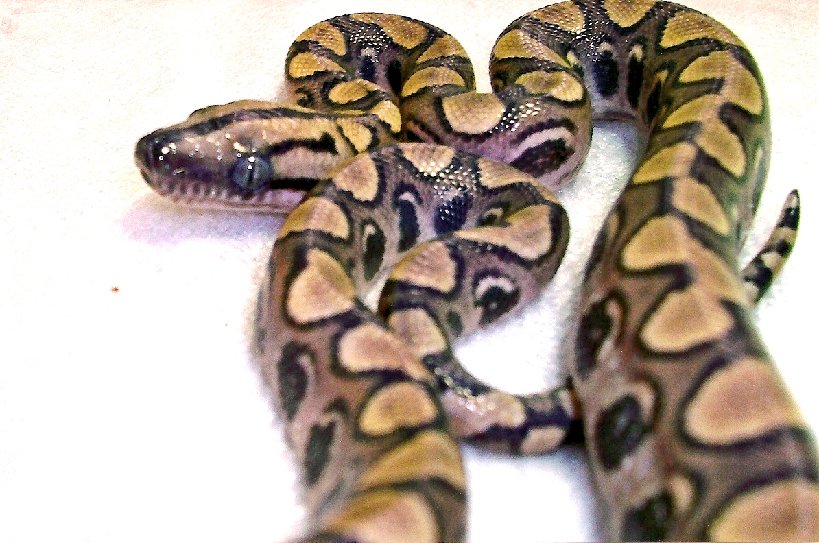 Brazilian Rainbow Boa