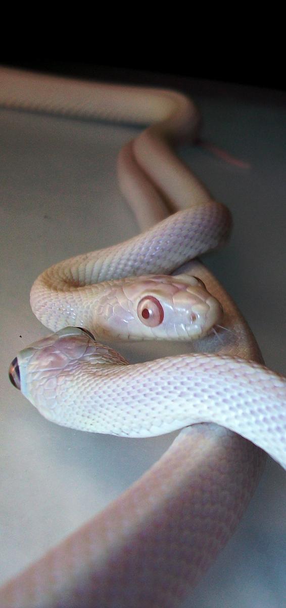 Leucistic Rat Snakes