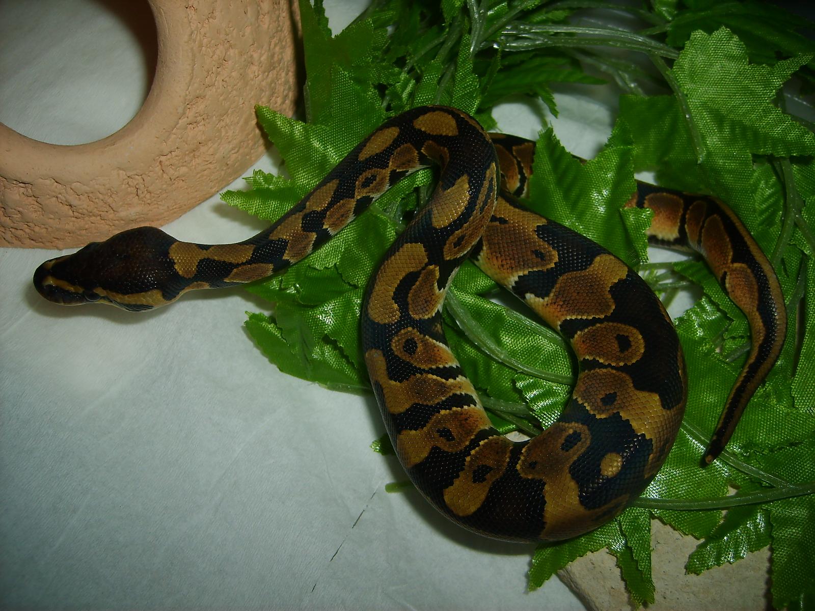 My Ball Python - Atrax