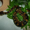 My Ball Python - Atrax