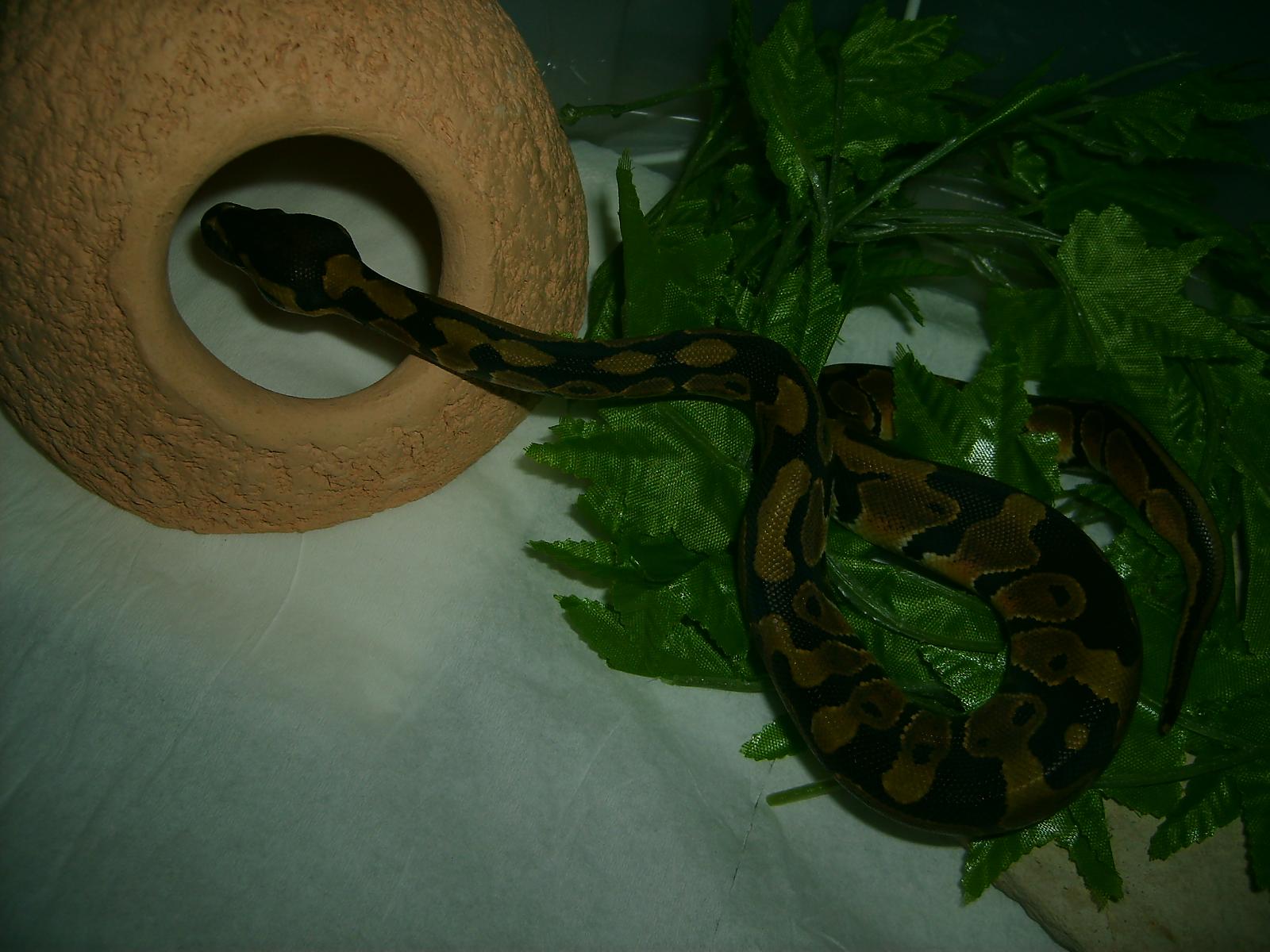 My Ball Python - Atrax