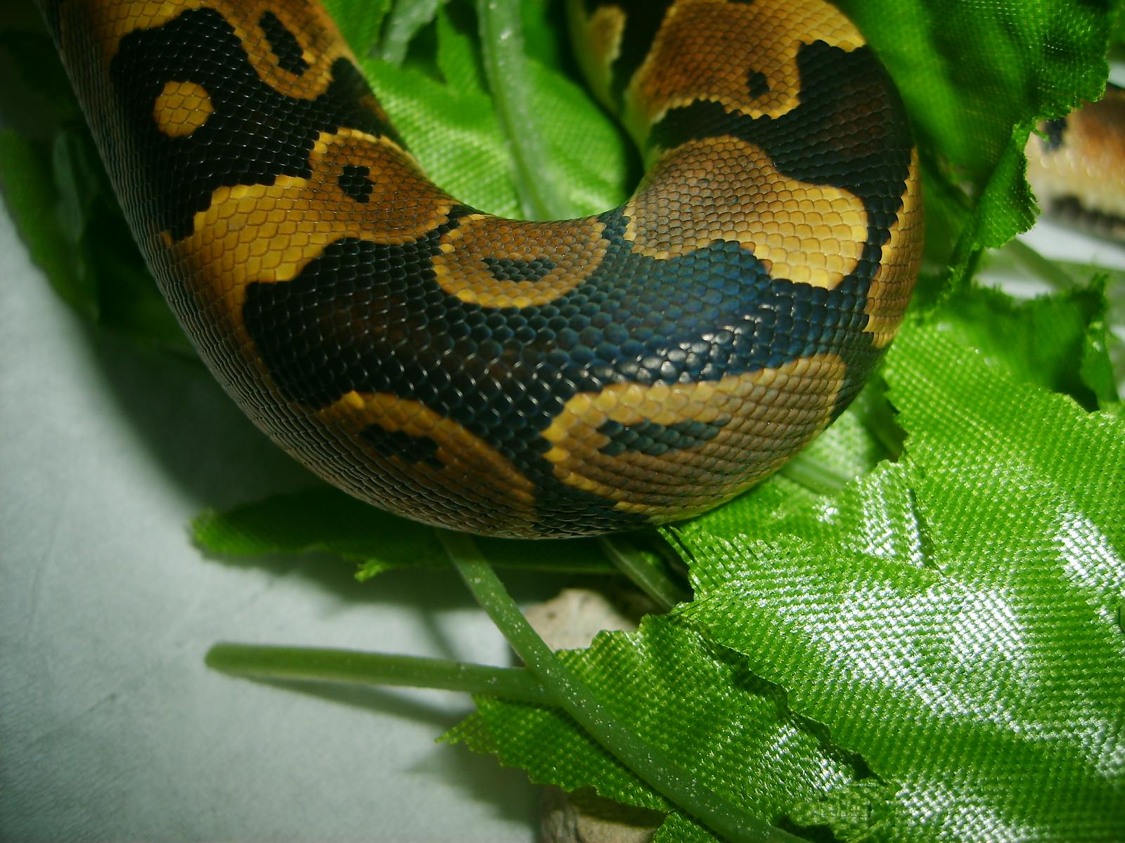 My Ball Python - Atrax