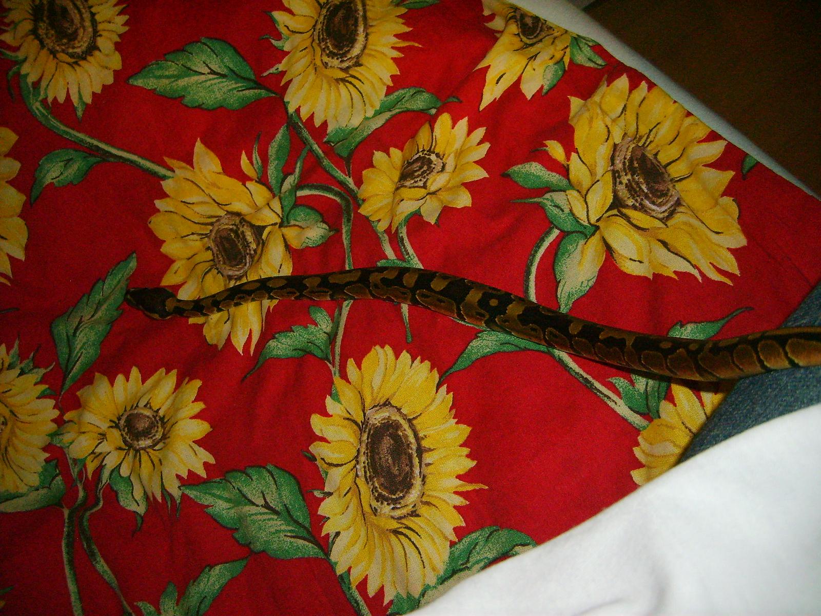 Python regius