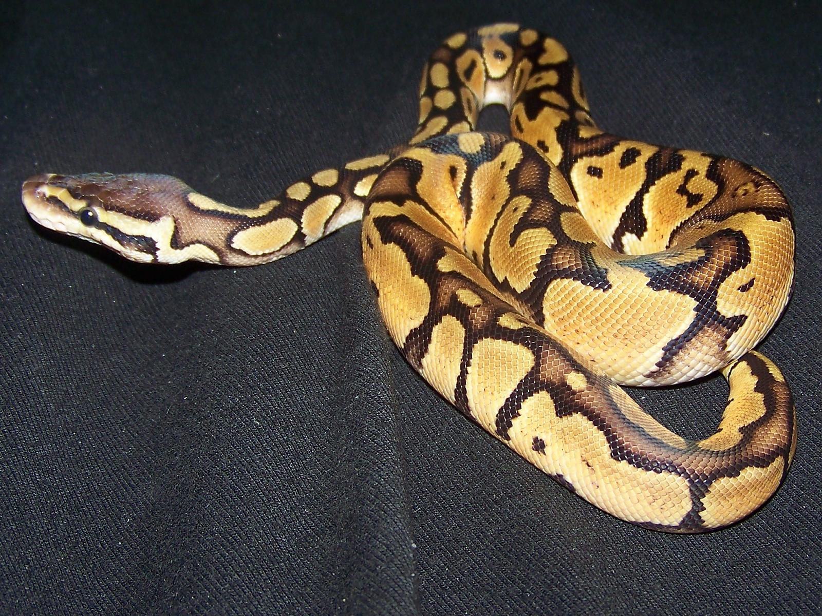 male pastel