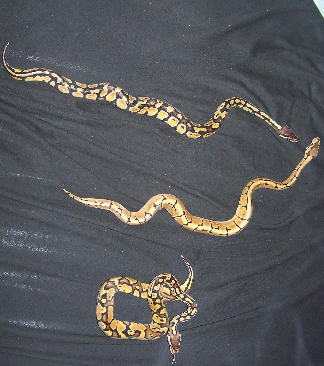 my ball pythons