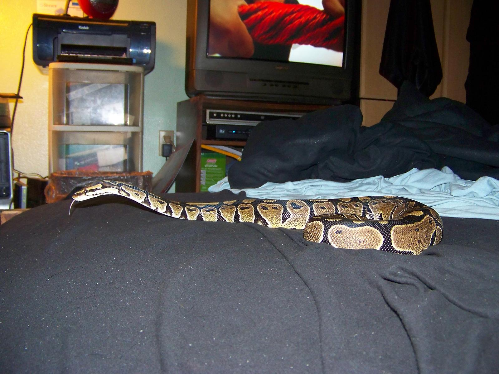 female normal 09