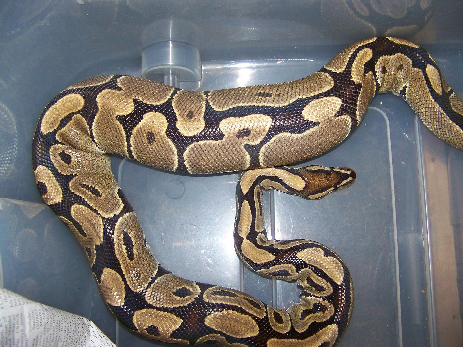 female normal 06 ovulation