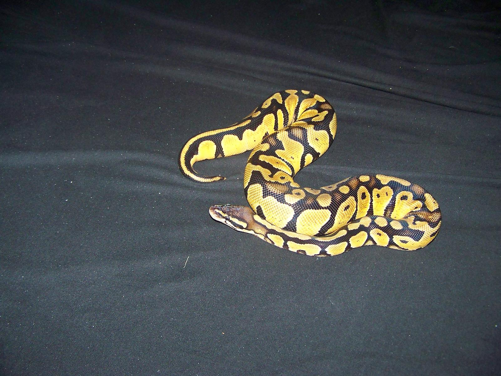 female pastel