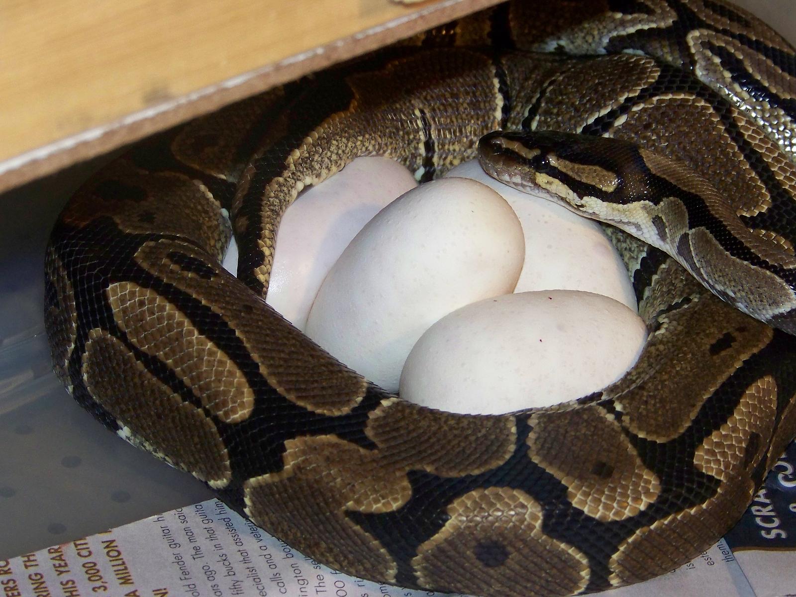 Hope and her eggs