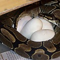 Hope and her eggs