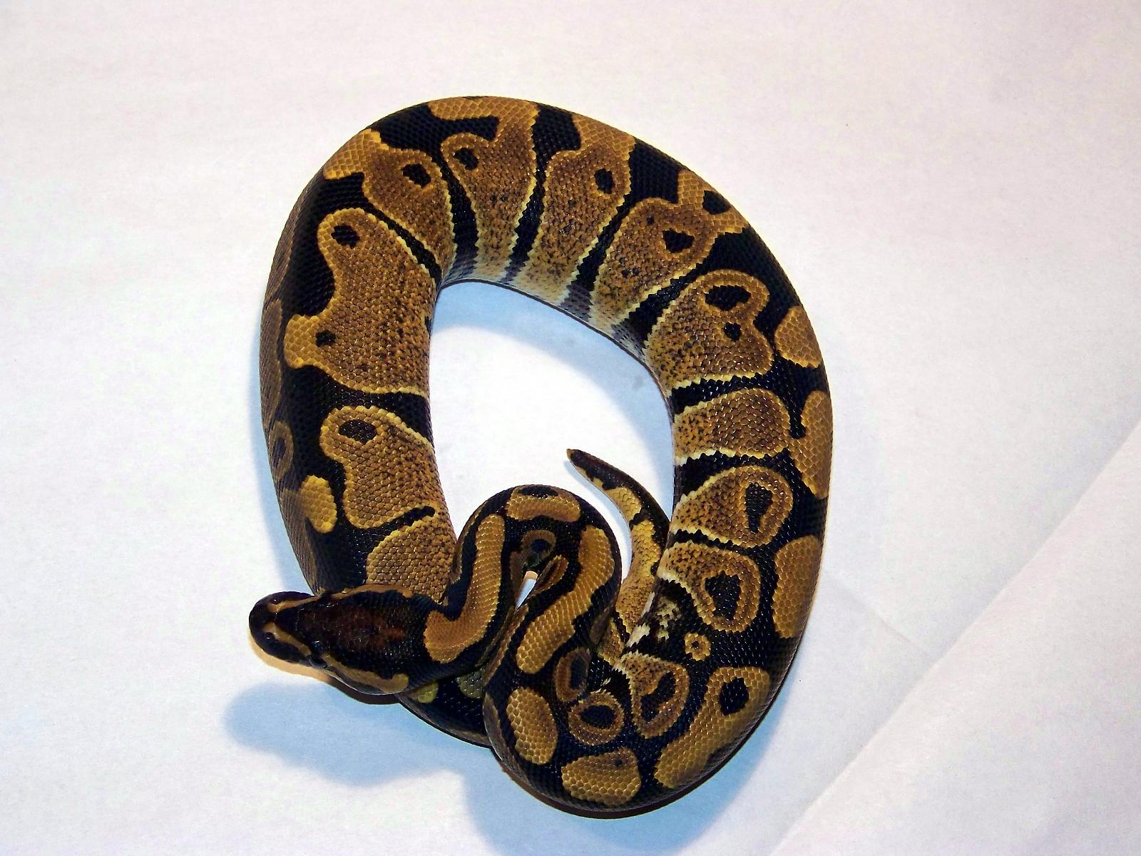 another holdback female from last yr