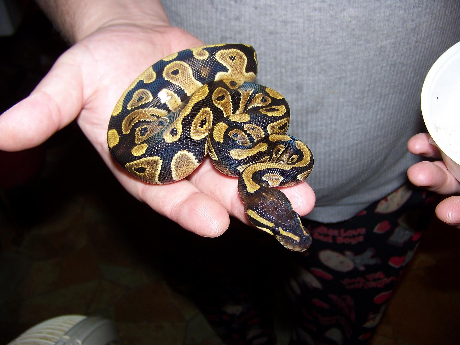 het pied female