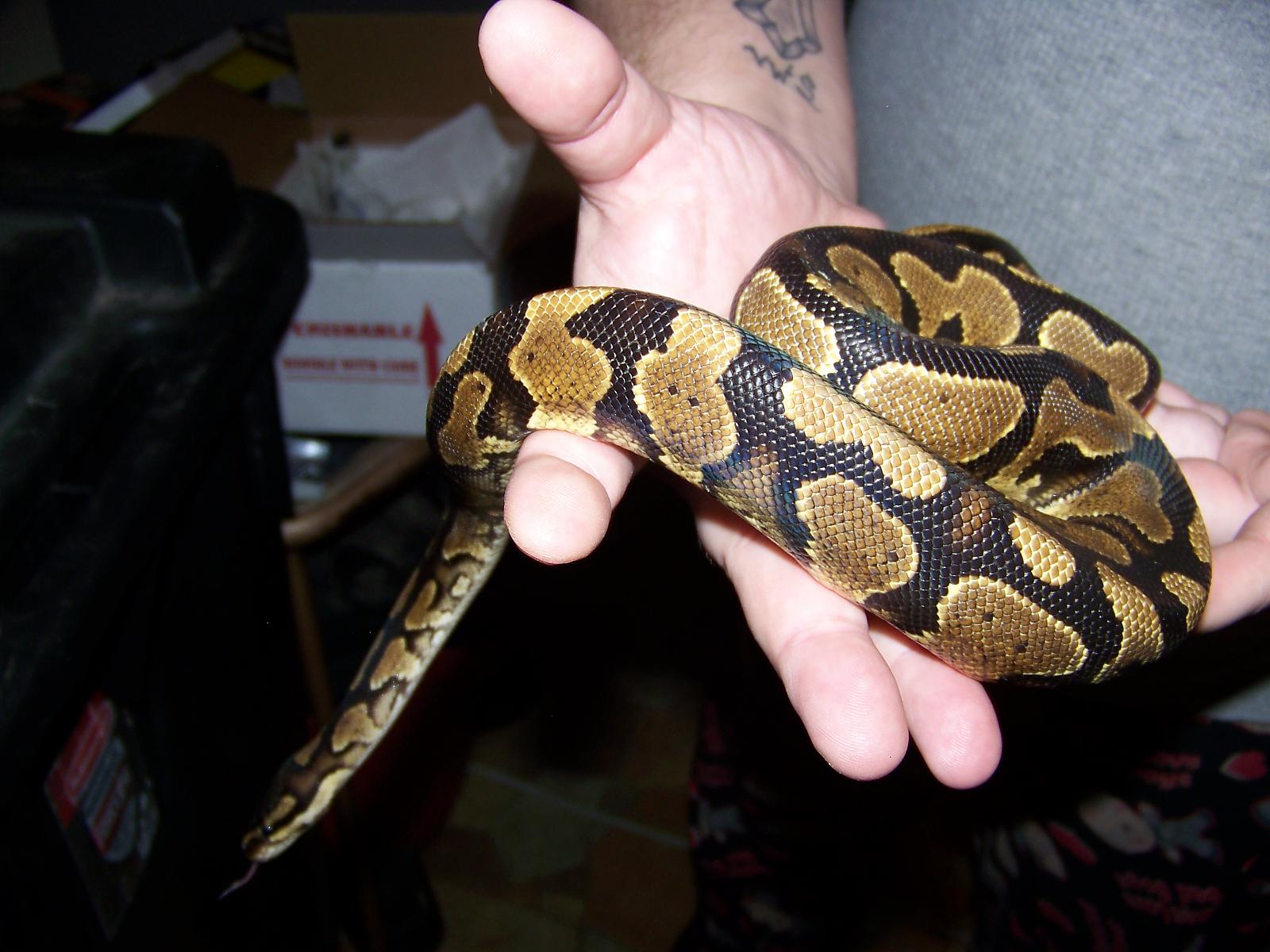 new yellow belly male