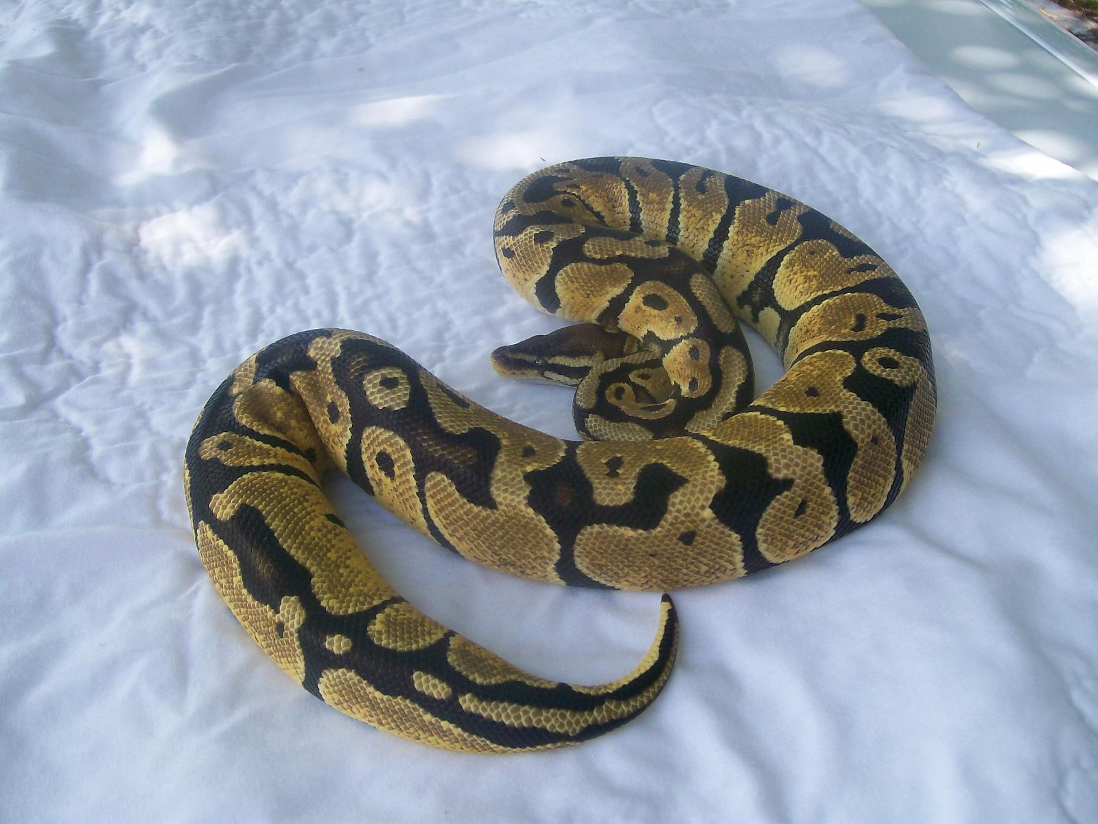 PASTEL FEMALE