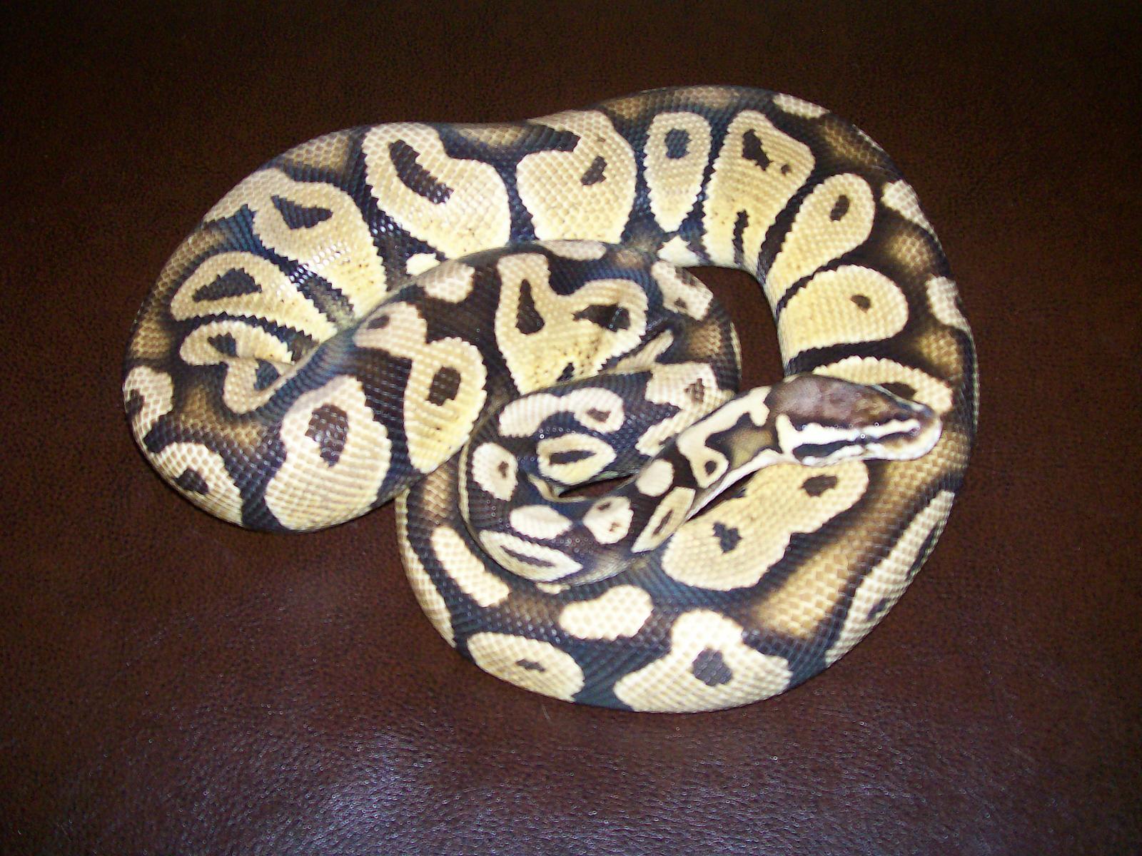 BLOND PASTEL MALE