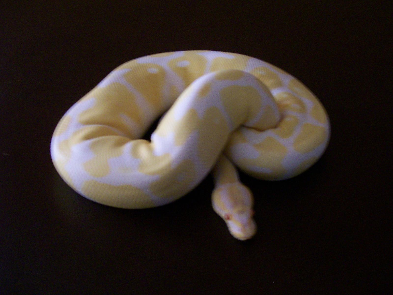 ALBINO FEMALE
