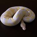 ALBINO FEMALE