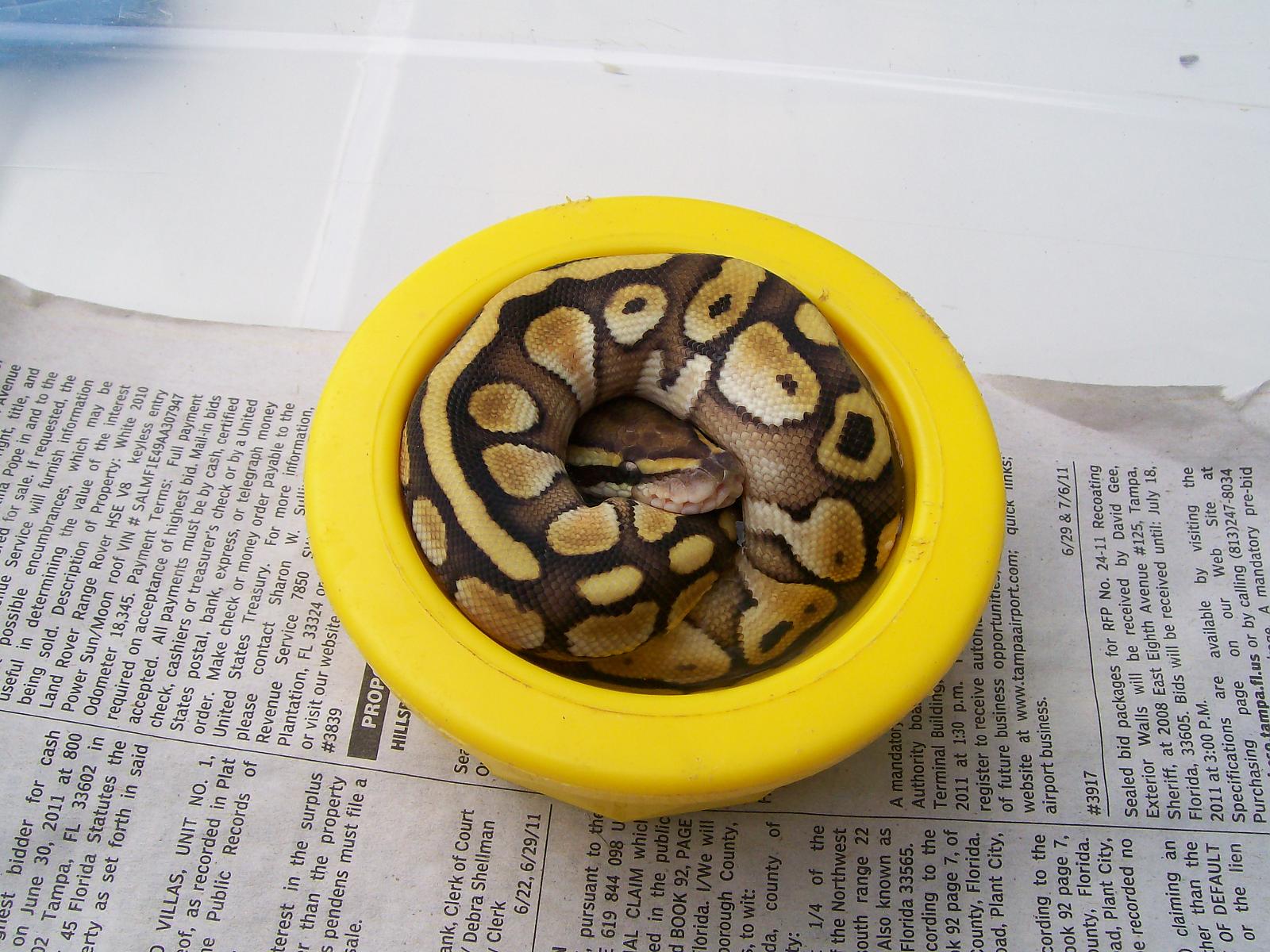 lesser male