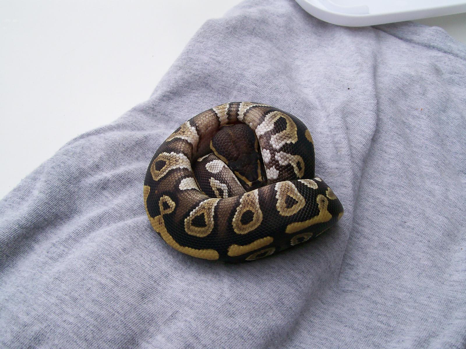 mojave female