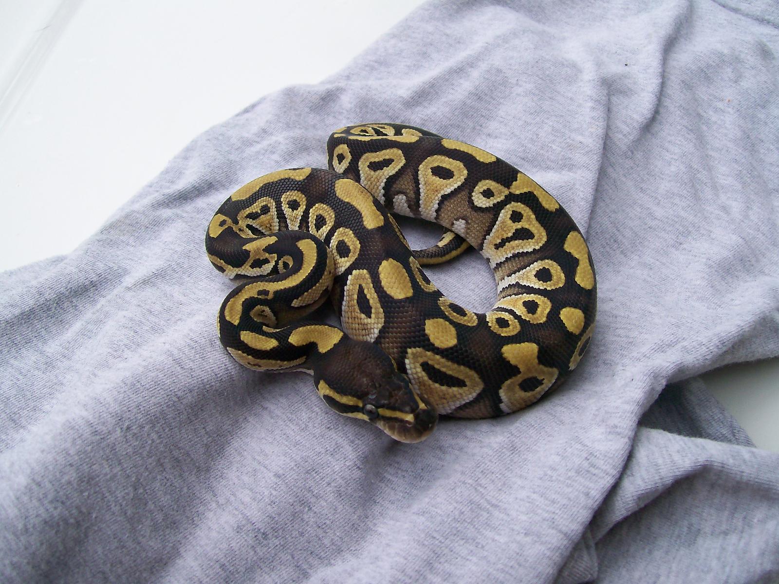 mojave male