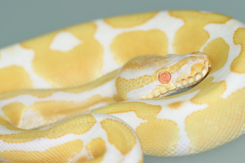 albino