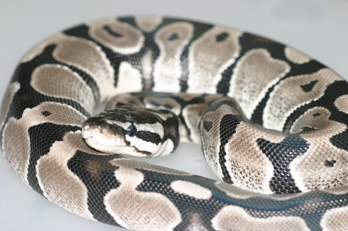 axanthic
