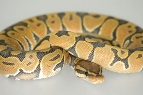 butterscotchm_206899