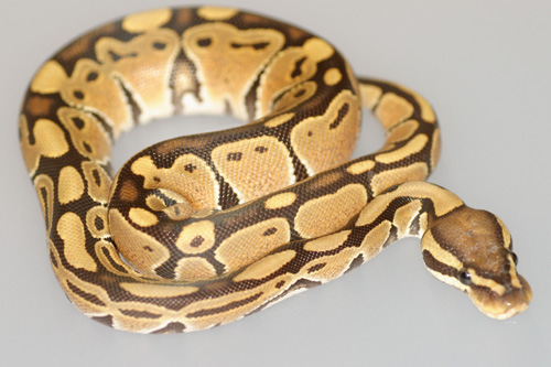 hypo