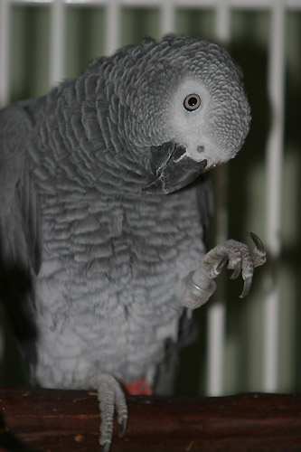 sam