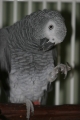 sam