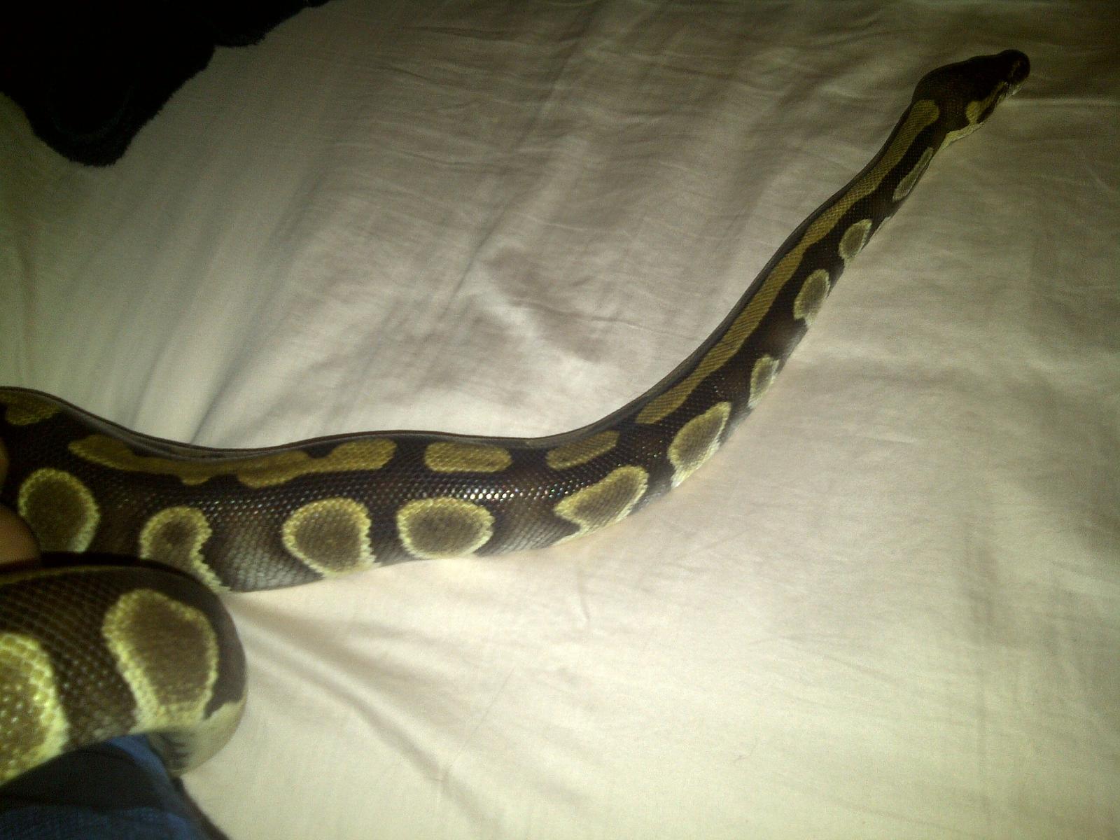 female ball