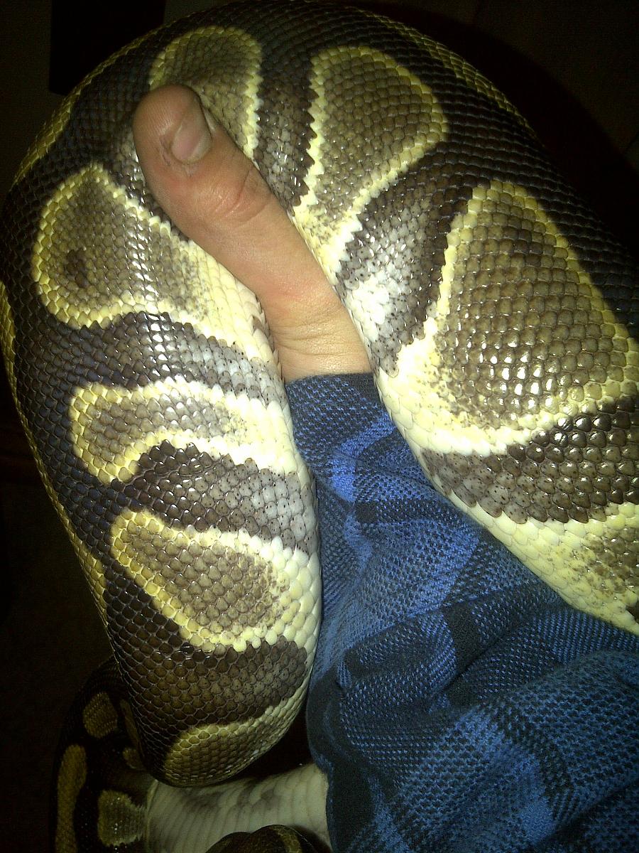 female ball