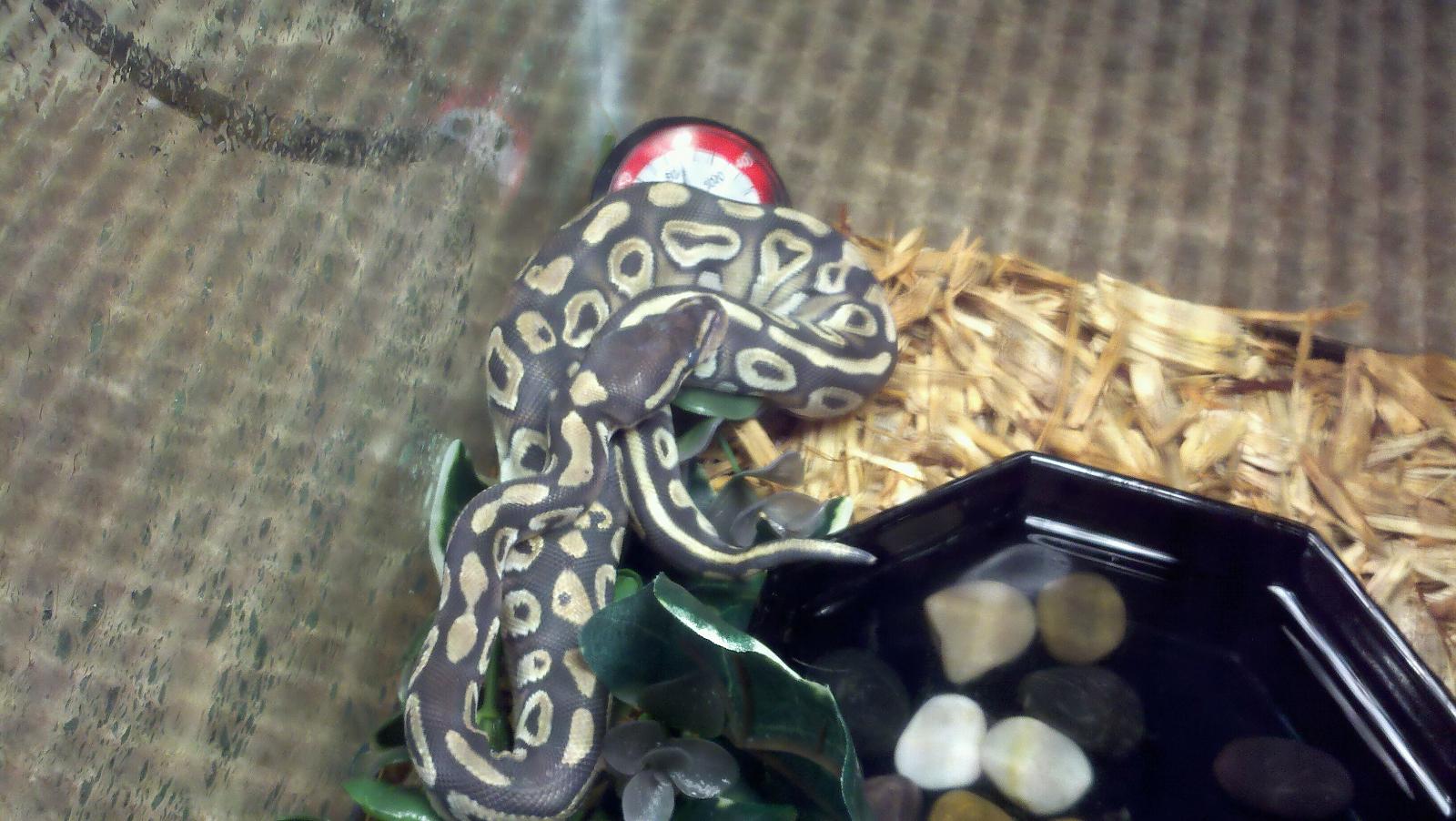 JK snake Collection