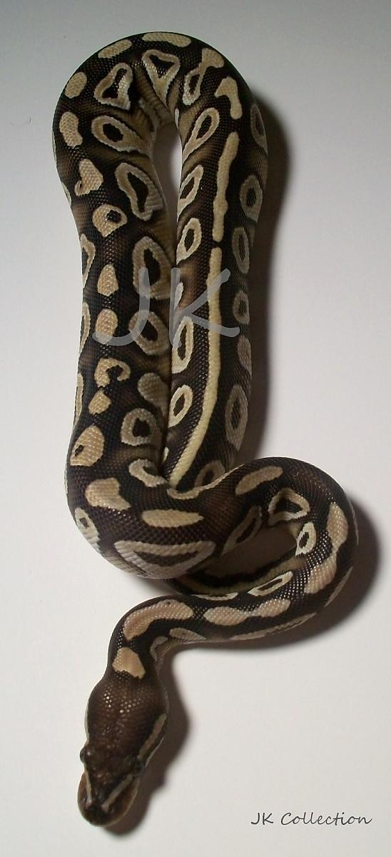 JK snake Collection