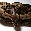 JK snake Collection