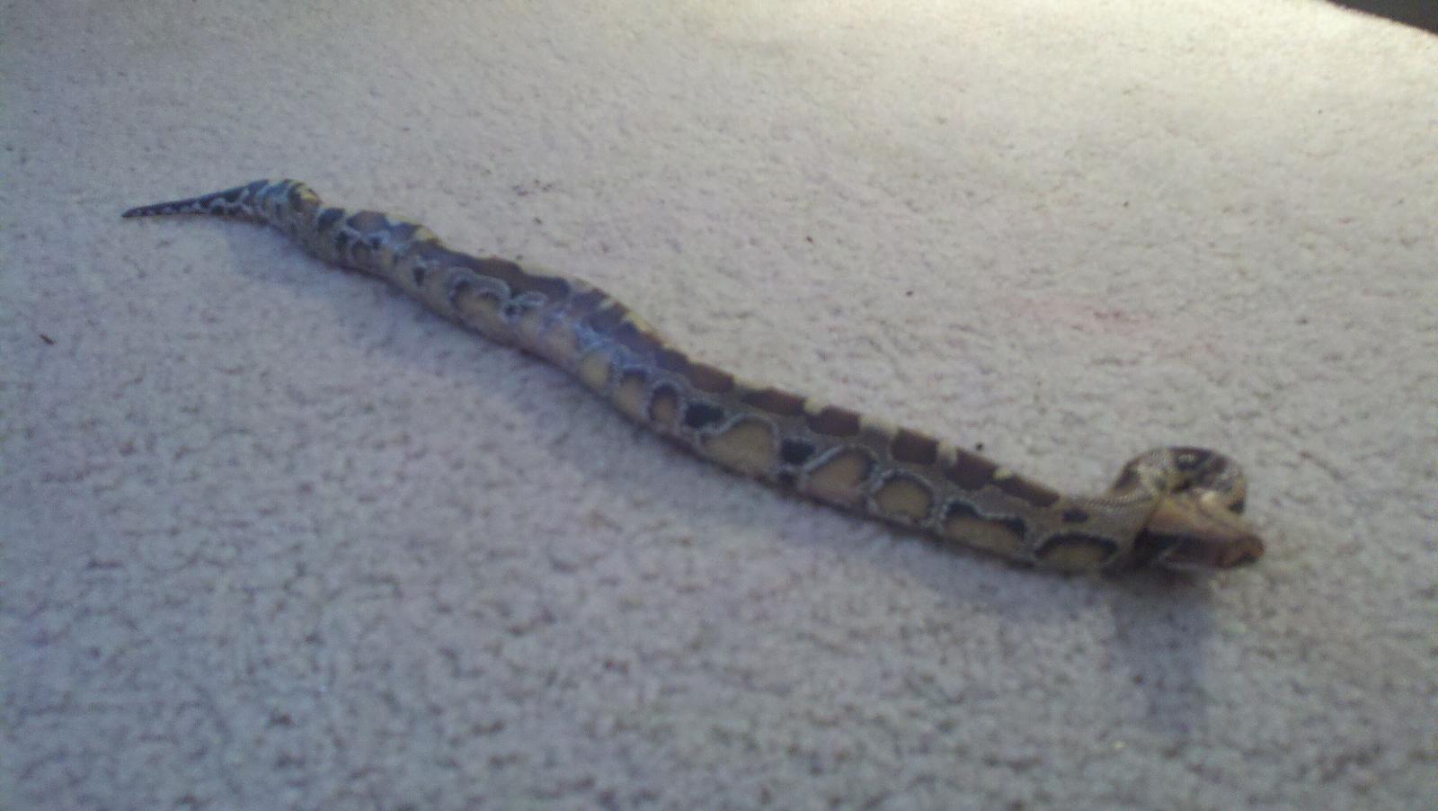 JK snake Collection