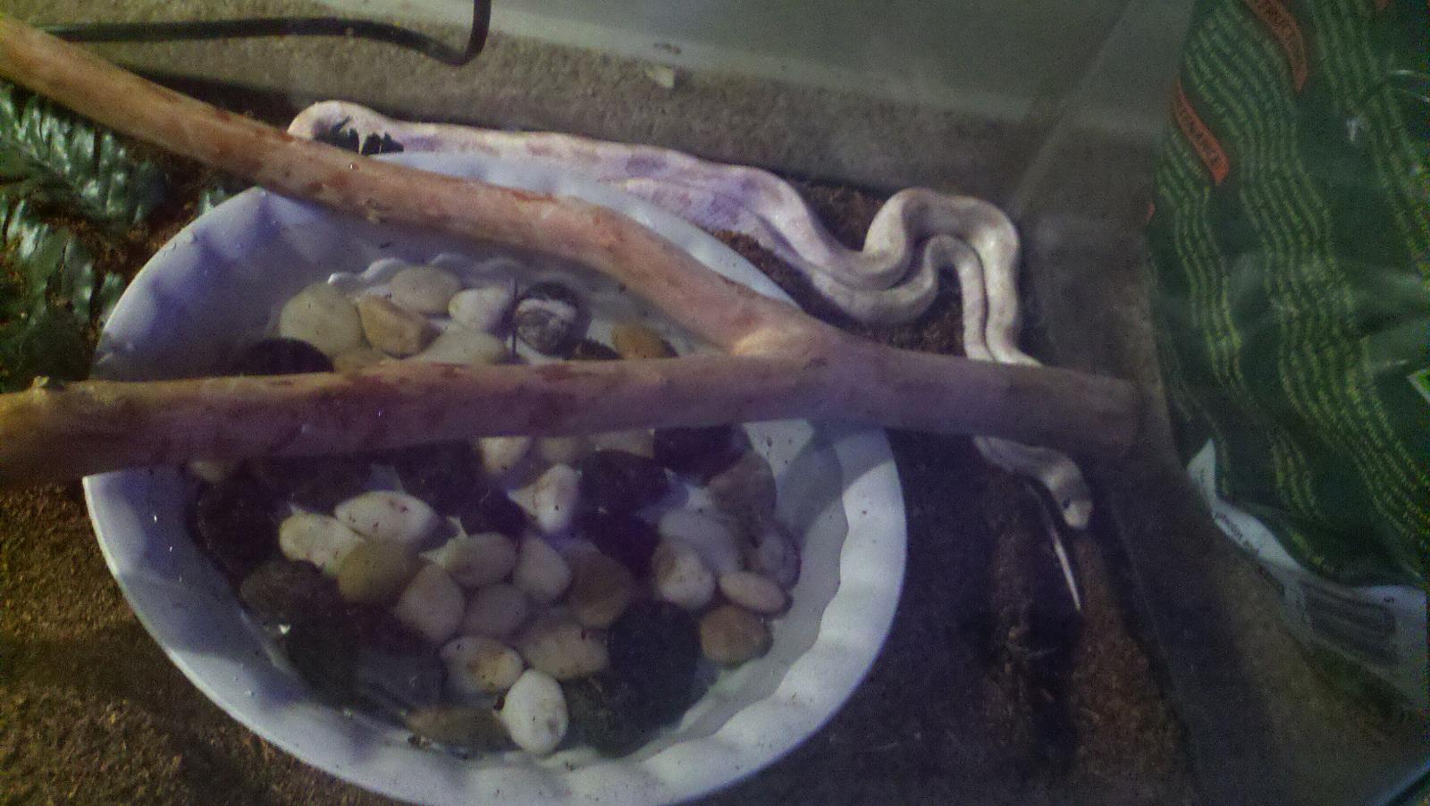 JK snake Collection