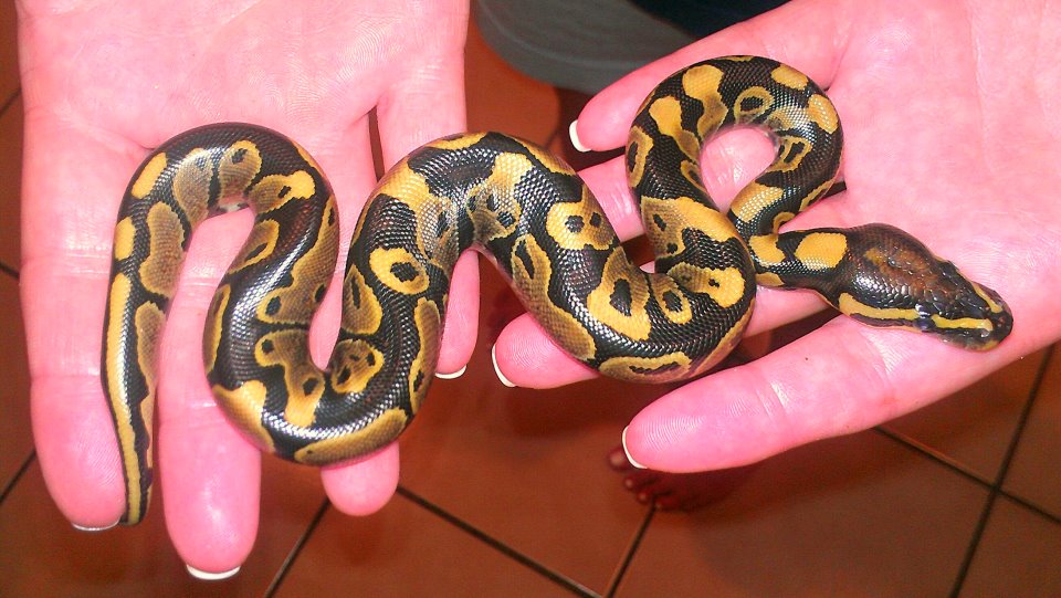 2012 hatchling