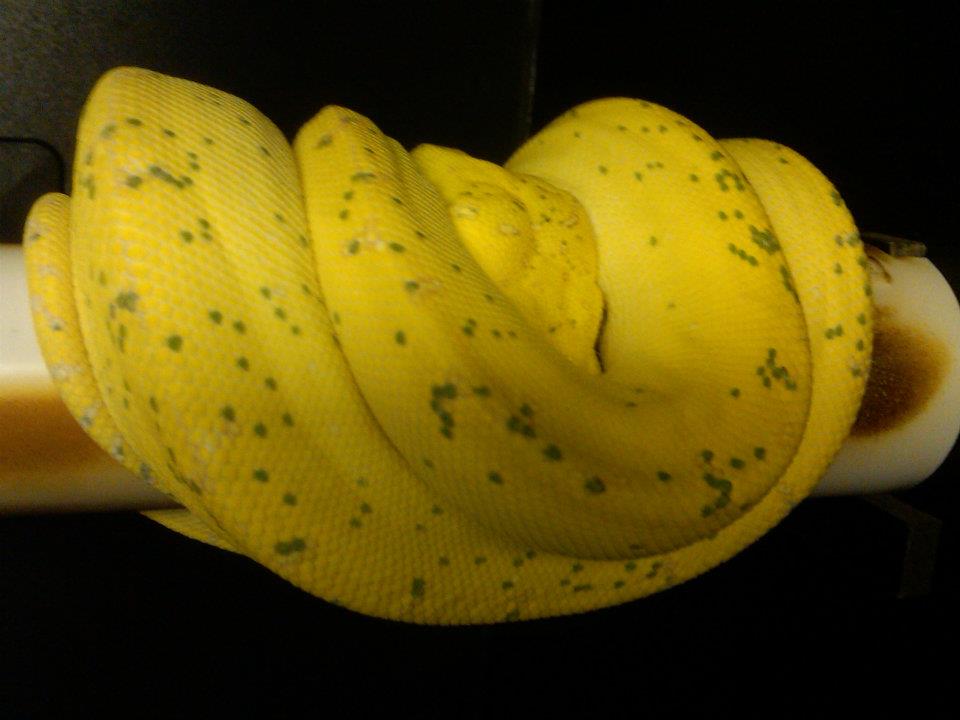Chondros, High Yellow