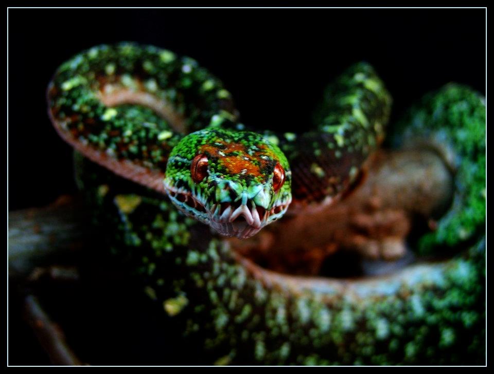 designer chondros