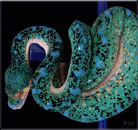 designer chondros