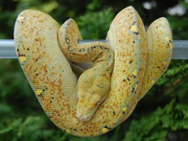 Chondros, High Yellow