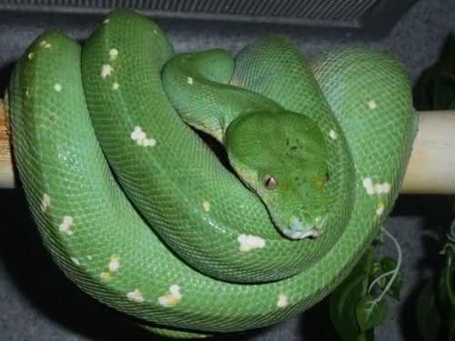 Blueline chondros