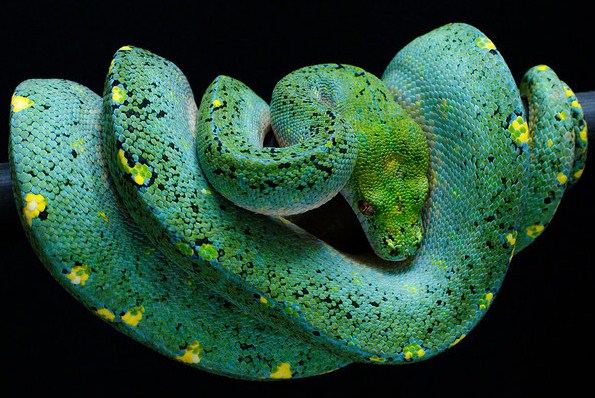 Blueline Chondros