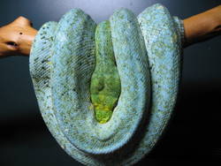 Blueline chondros